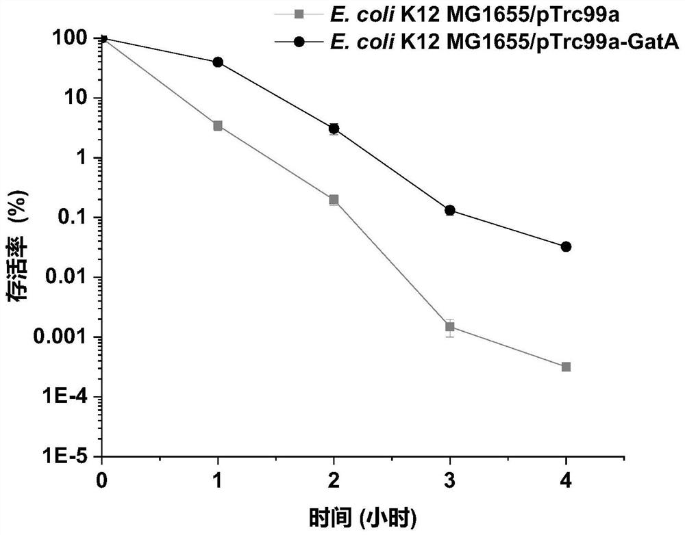 Recombinant escherichia coli for overexpression of GatA gene and application thereof