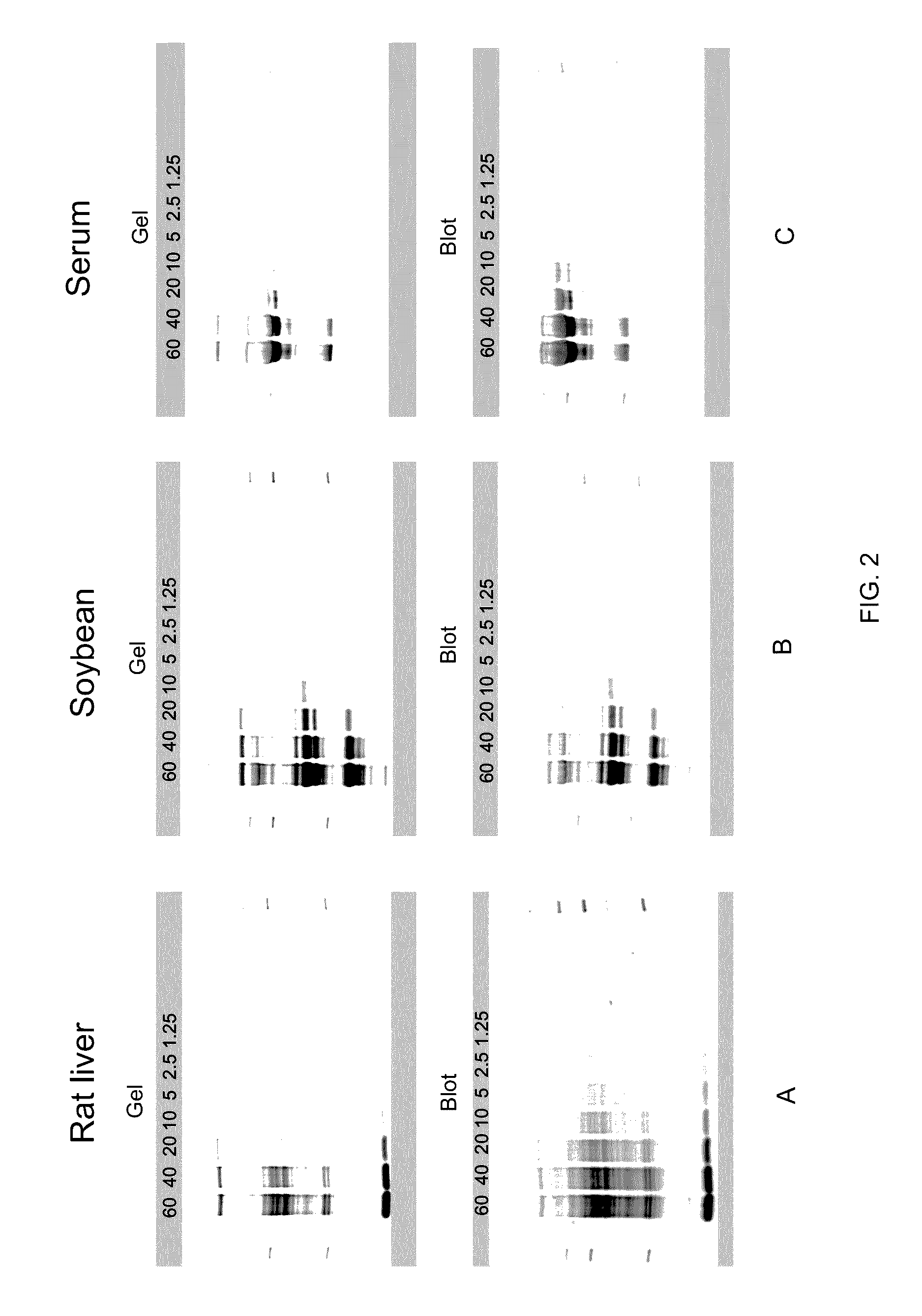 Stain-free protein quantification and normalization