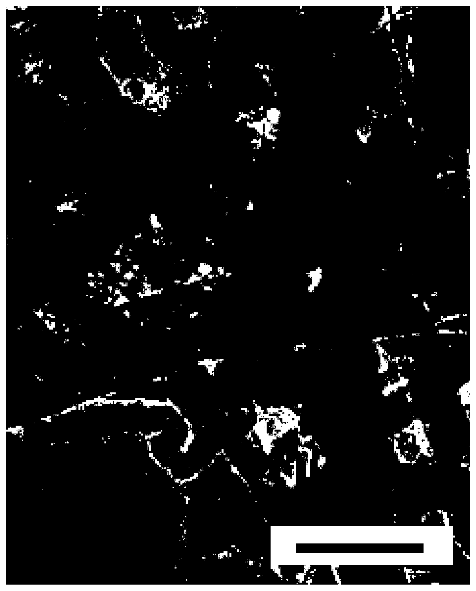 Nitrogen-doped carbon nanotube-loaded nitrogen-doped carbon-coated iron-cobalt alloy bifunctional catalyst and preparation method and application thereof