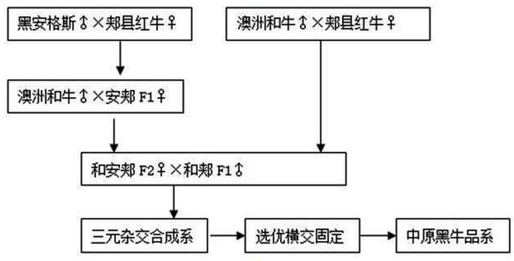 Cultivation method of three-way hybridization to synthesize new line of Zhongyuan black cattle