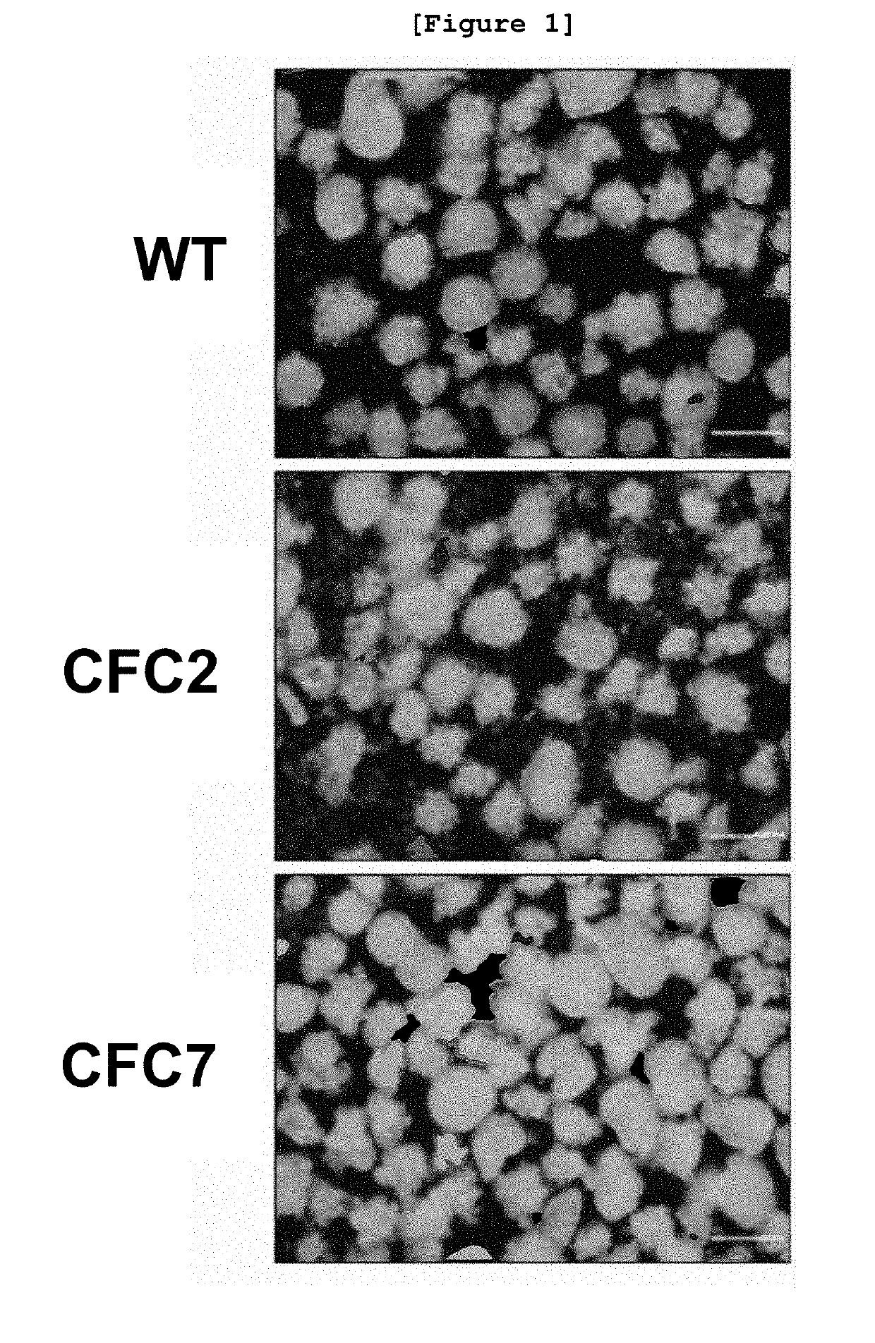 Composition for preventing or treating cardiofaciocutaneous syndrome