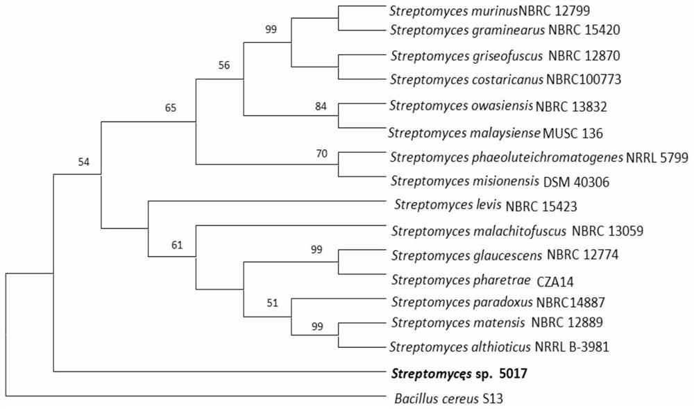 Streptomyces 5017 and its application in antagonizing plant pathogens