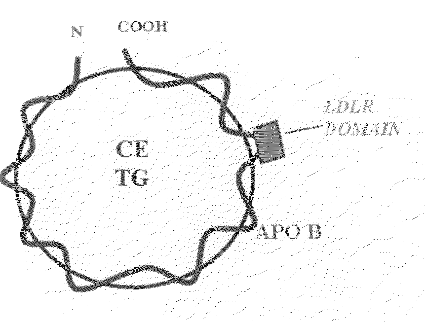 Synthetic LDL as Targeted Drug Delivery Vehicle