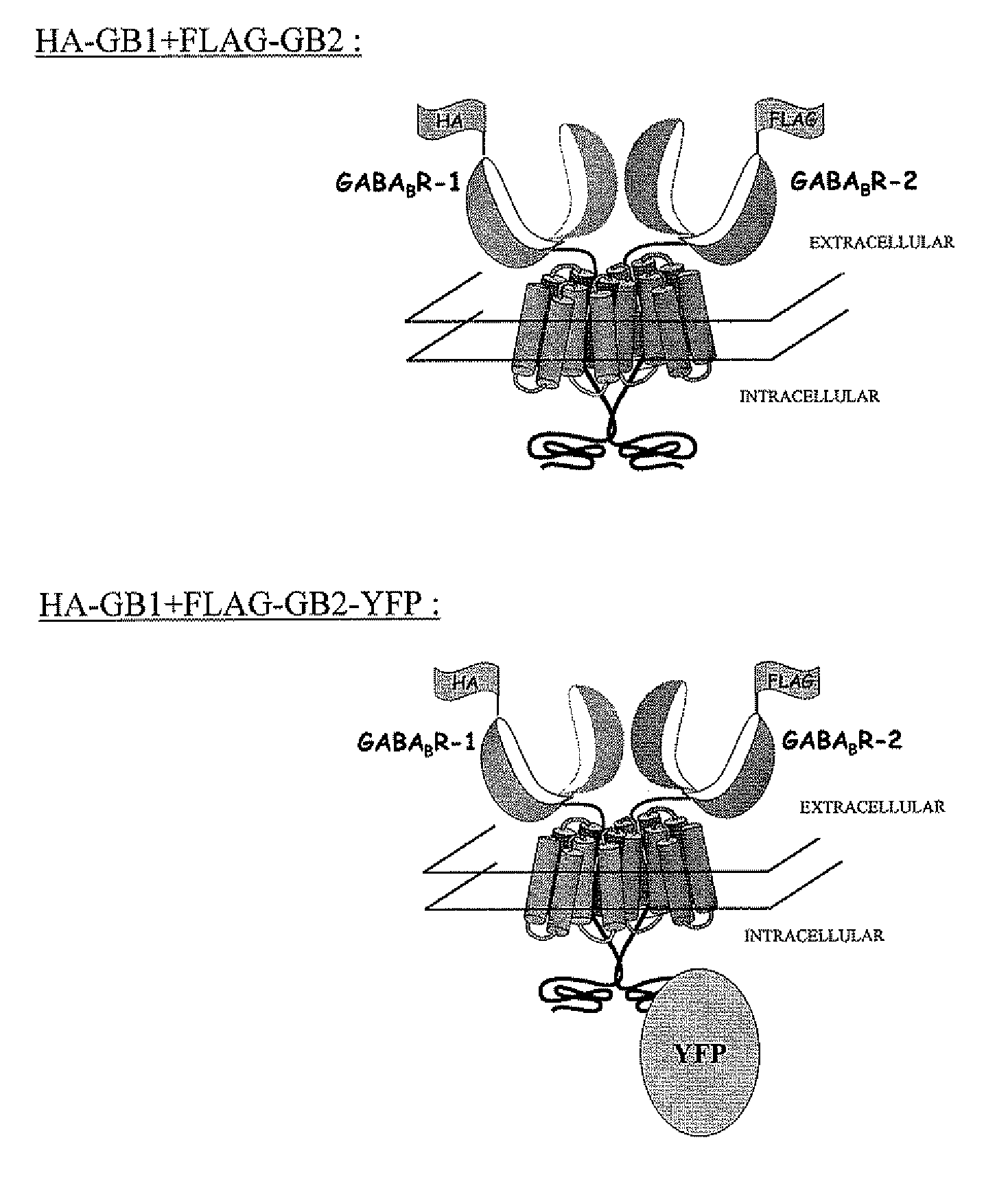 Method of revealing a biological process using a fret measurement