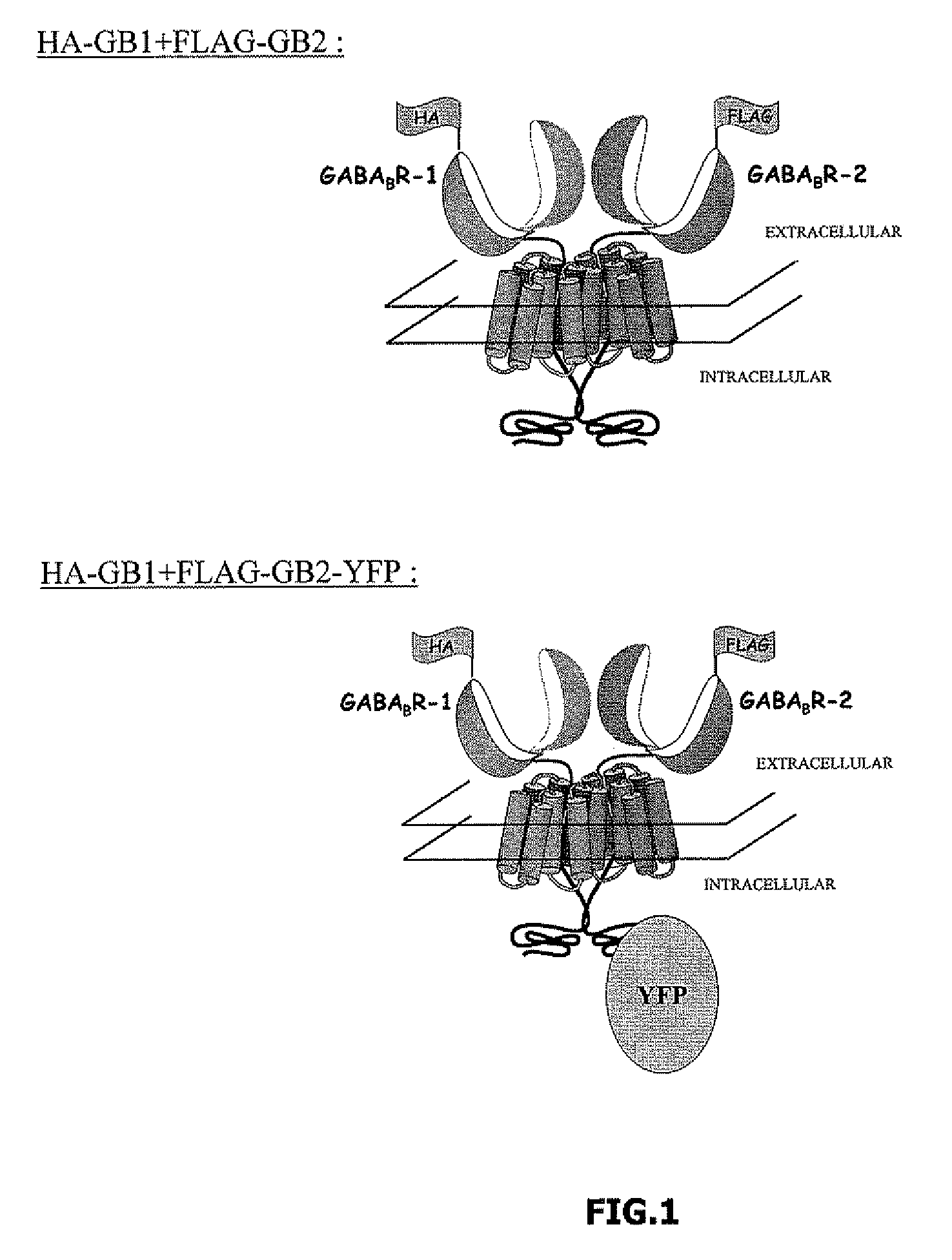 Method of revealing a biological process using a fret measurement