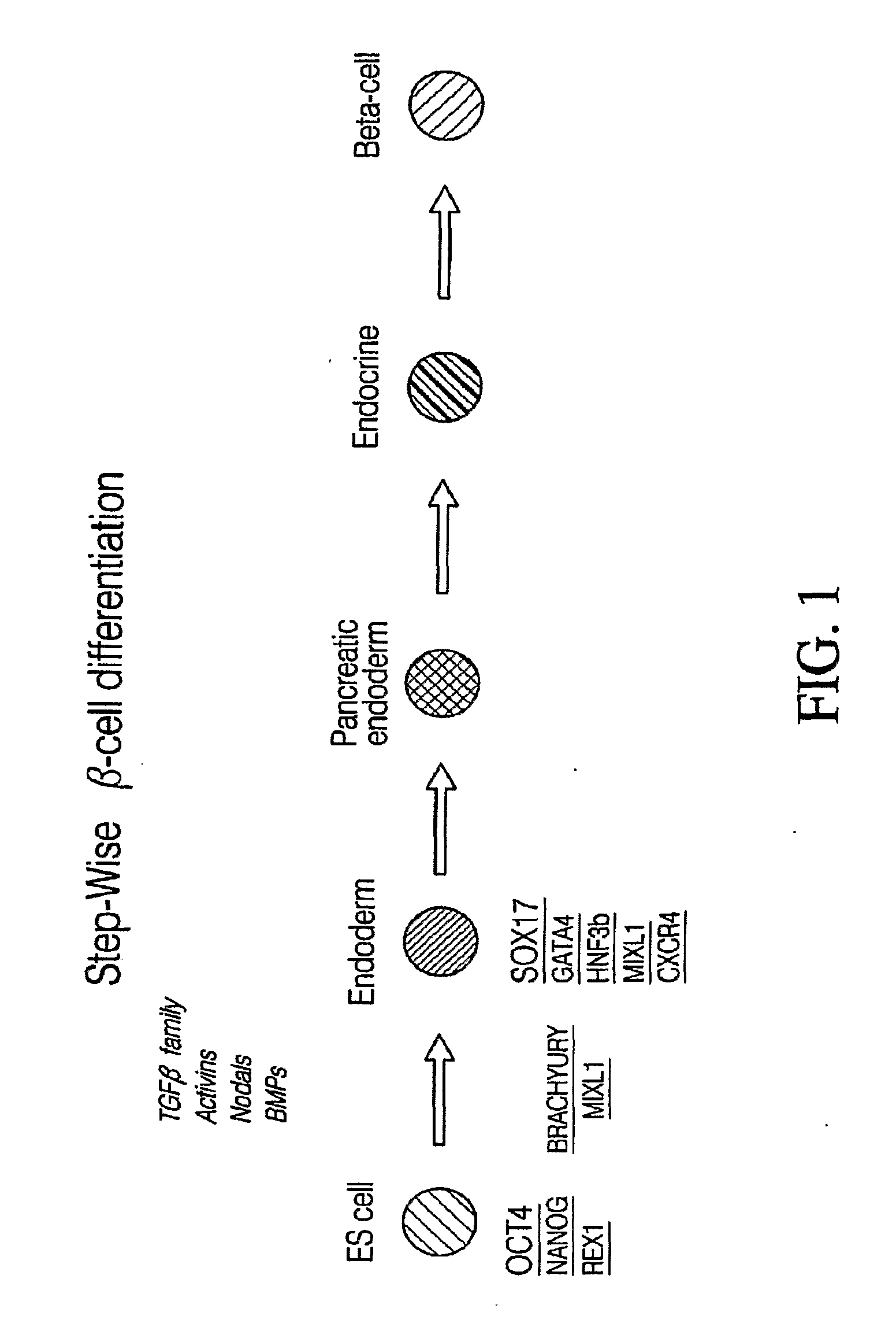 Markers of definitive endoderm