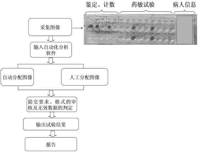 Automatic detection method for mycoplasma culture, identification, counting and drug sensitivity results