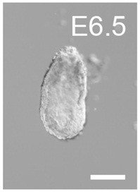 A method for obtaining mouse haploid stem cells