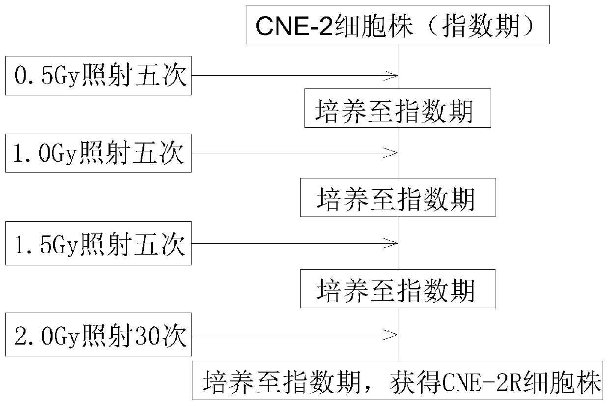 Construction method for nasopharynx cancer clinic related radioresistance cell strain