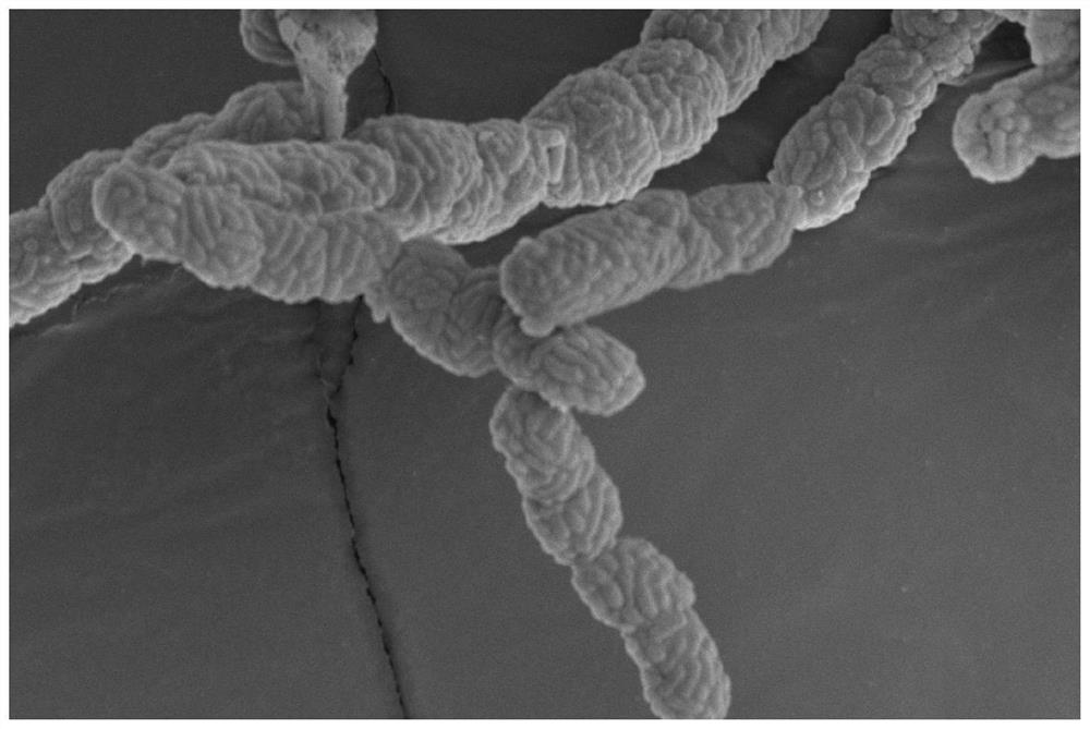 Low-temperature-resistant saline-alkaline-tolerant phosphate solubilizing bacterium as well as culture method and application thereof