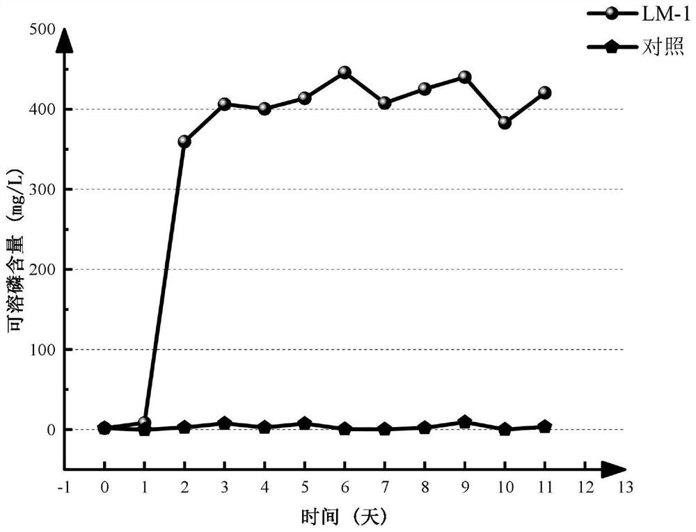 Low-temperature-resistant saline-alkaline-tolerant phosphate solubilizing bacterium as well as culture method and application thereof