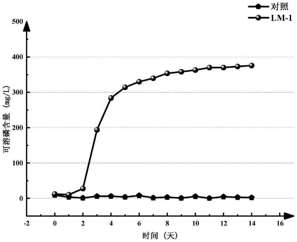 Low-temperature-resistant saline-alkaline-tolerant phosphate solubilizing bacterium as well as culture method and application thereof