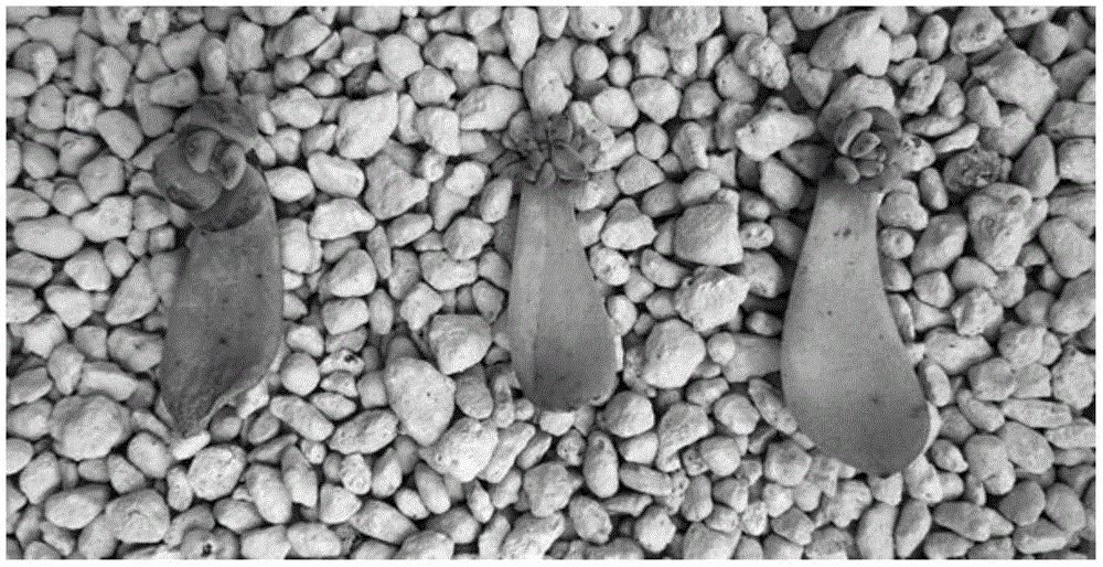 Propagation method of succulent plant leaf cutting secondary rooting