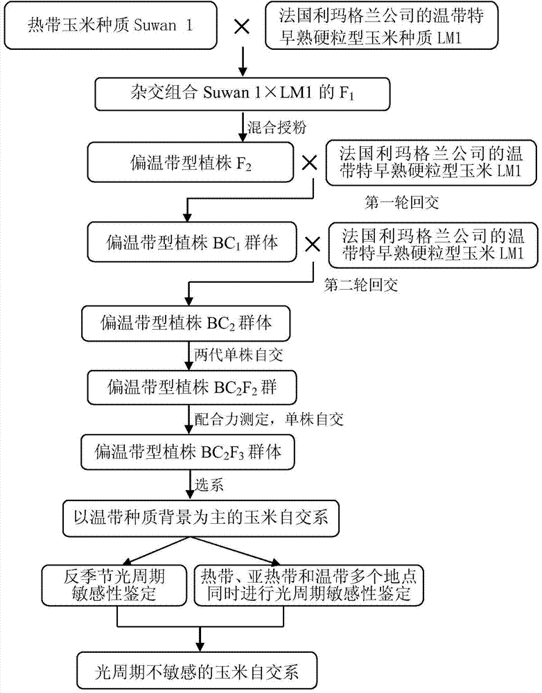 Method for improving photoperiod sensitivity of tropical maize germplasm