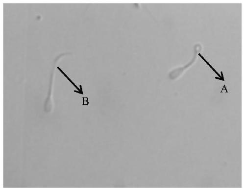 A kind of bovine sperm capacitation liquid and sperm capacitation method in vitro