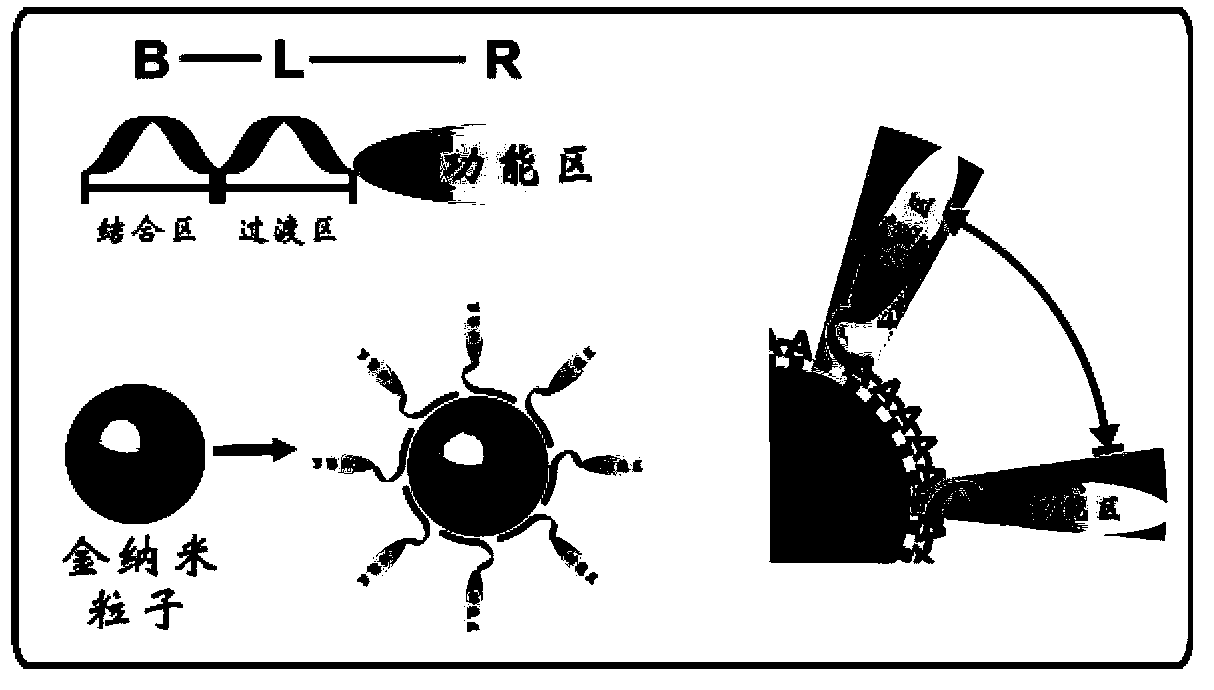 Nanometer gold complex as well as preparation and application thereof