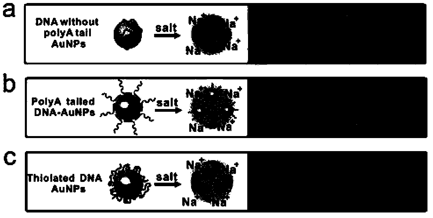 Nanometer gold complex as well as preparation and application thereof