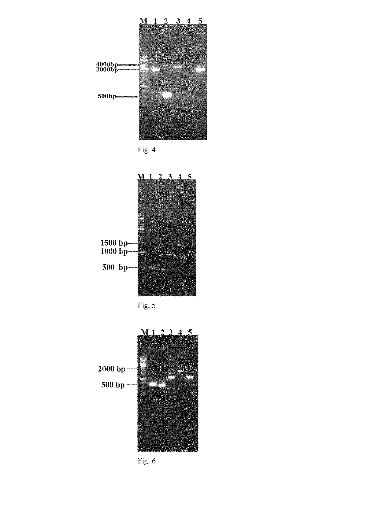 Genetically engineered bacteria used for producing uridine with high-yield and its construction method and use