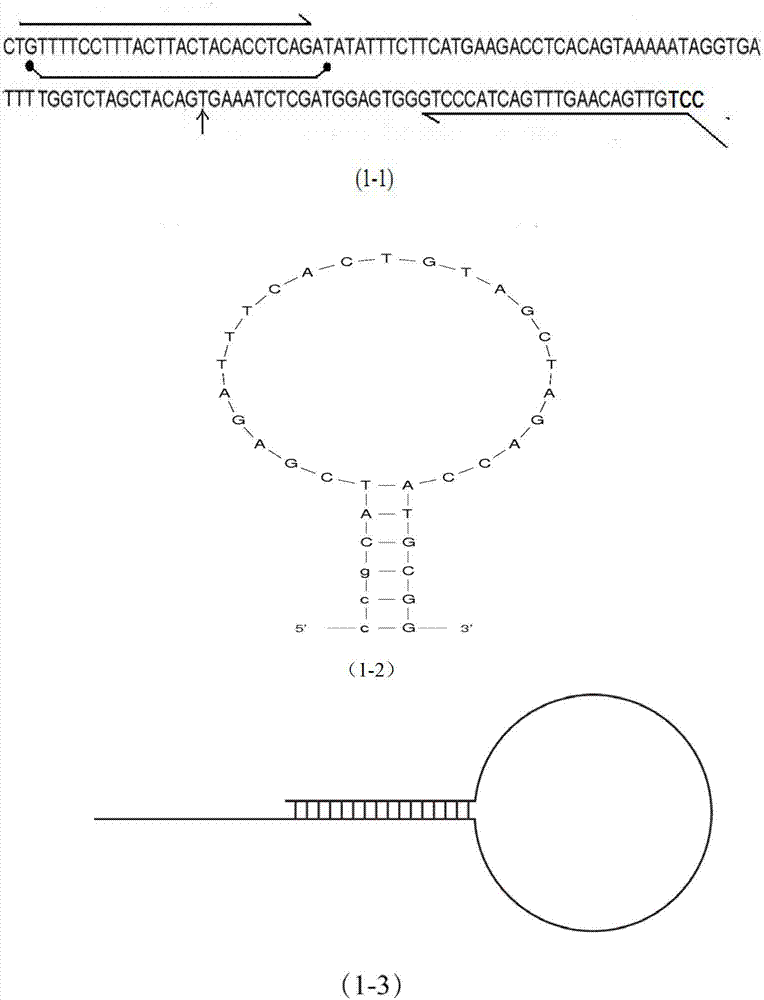 Method for detecting BRAF (block repeat active flag) gene mutation accurately based on probe fusion technology