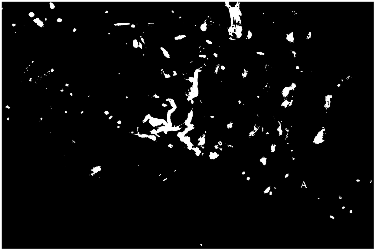 Fluorescent microscope method for observing growing situation of plant pollen tube in pistil with high efficiency and high definition