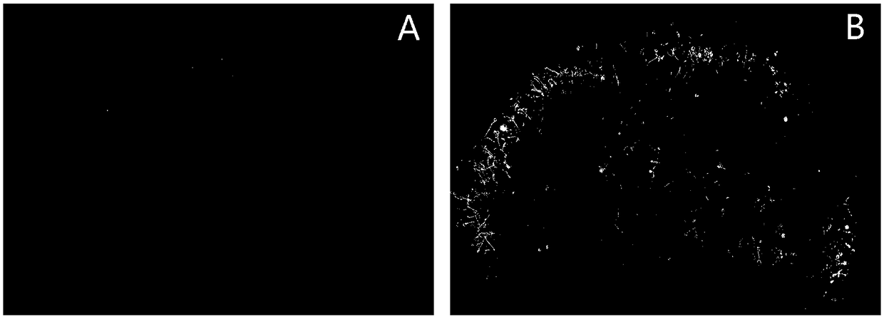 Fluorescent microscope method for observing growing situation of plant pollen tube in pistil with high efficiency and high definition