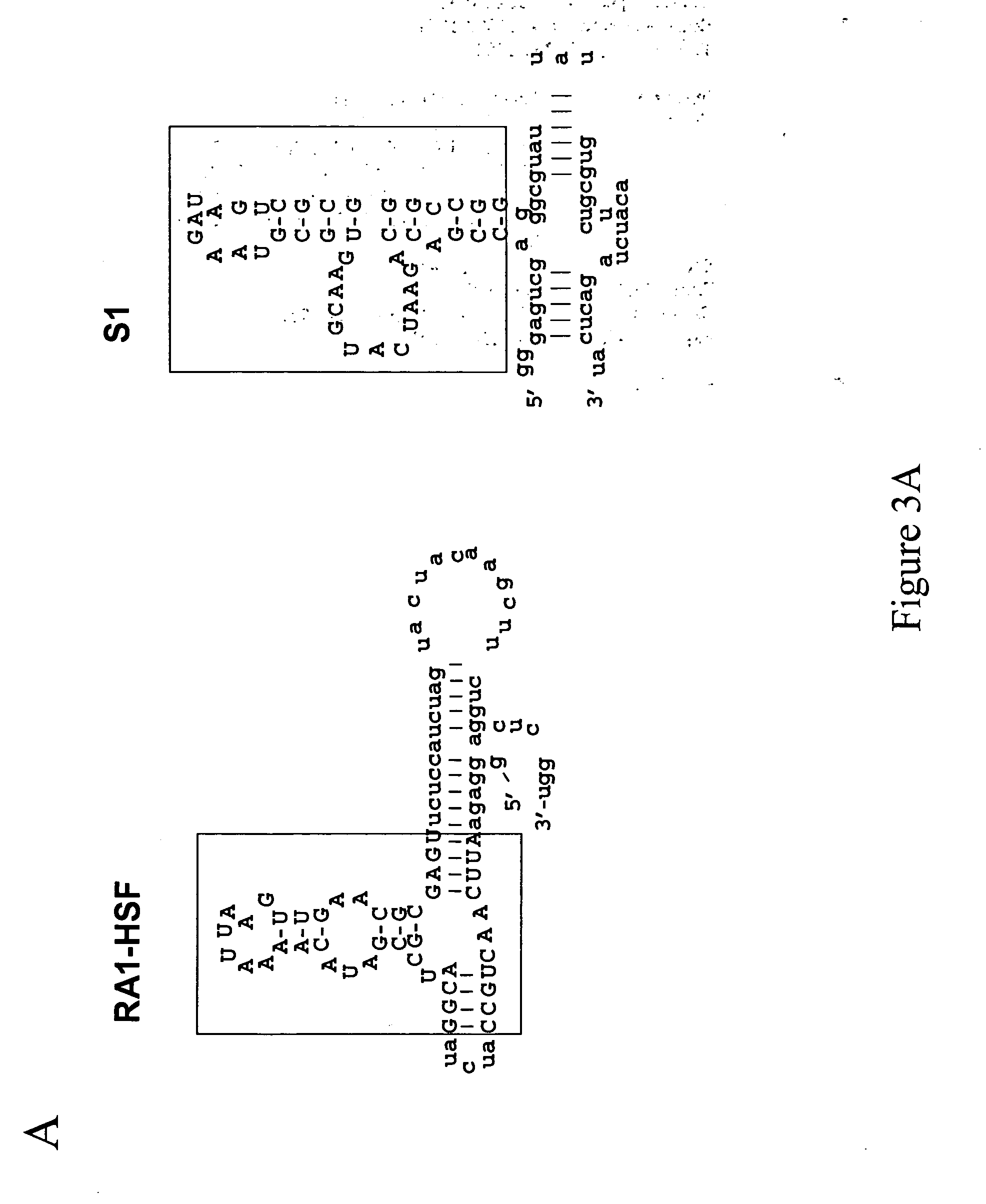 Modular design and construction of nucleic acid molecules, aptamer-derived nucleic acid constructs, RNA scaffolds, their expression, and methods of use
