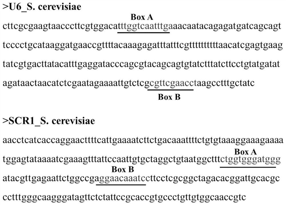 A kind of promoter and its application of starting the expression of Phaffia rhodozyma RNA