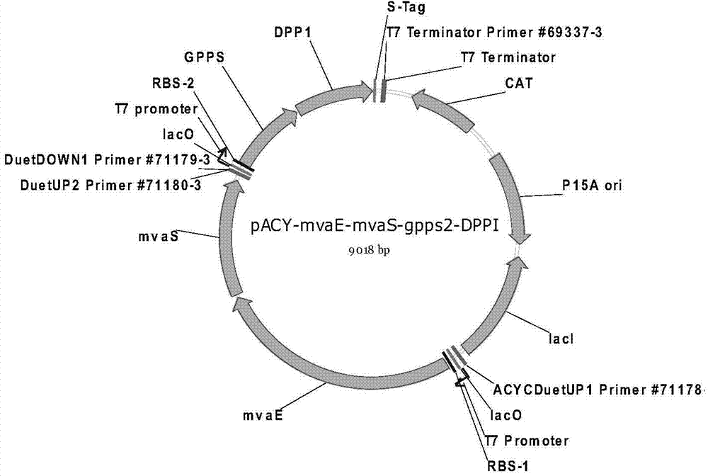 Genetically engineered bacterium co-generating geraniol and nerol and construction method and application thereof