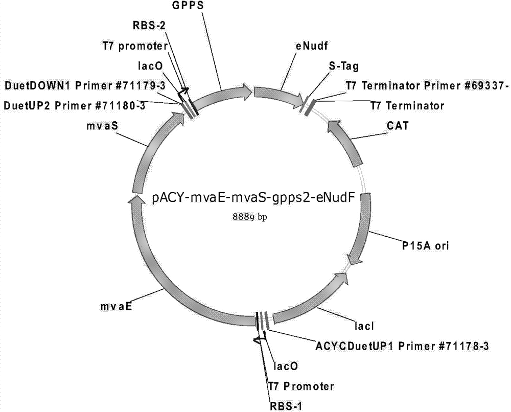 Genetically engineered bacterium co-generating geraniol and nerol and construction method and application thereof