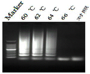 Kit for detecting goat pox virus