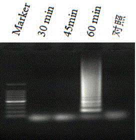 Kit for detecting goat pox virus