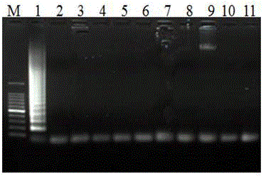 Kit for detecting goat pox virus