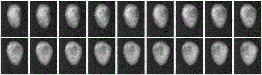 A method and a device reconstructing three-dimensional surfaces of potatoes by using fixed-axis rotation profile diagrams