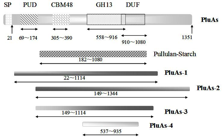 Encoding gene of type I pullulanase as well as recombinant expression and application thereof