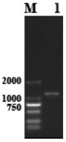 Escherichia coli recombinate expression method of mycobacterium tuberculosis Rv 2837c active protein and applications thereof