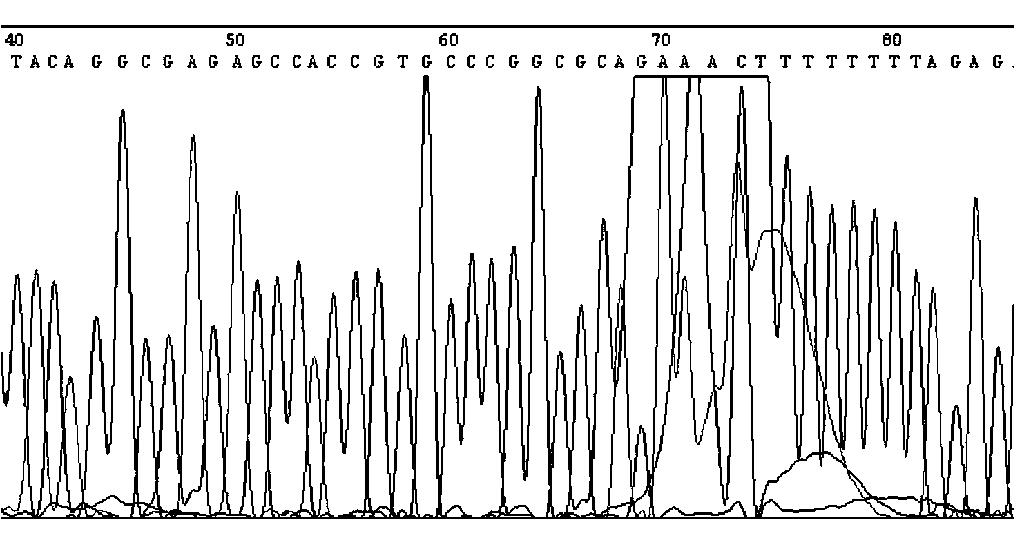 High-flux simple and convenient purification method by magnetic beads for sequencing product