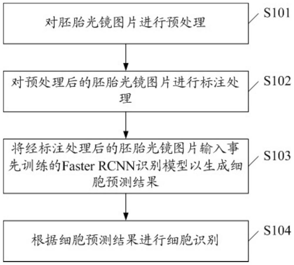 Method and system for identifying cells in embryo light microscope image, equipment and storage medium