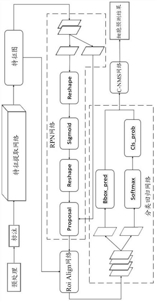 Method and system for identifying cells in embryo light microscope image, equipment and storage medium