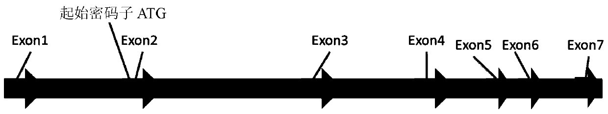 CHO cell line with GS gene knockout and preparation method and application thereof