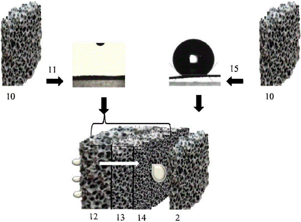 Water collecting device with gradient hydrophilic and hydrophobic performance and application thereof