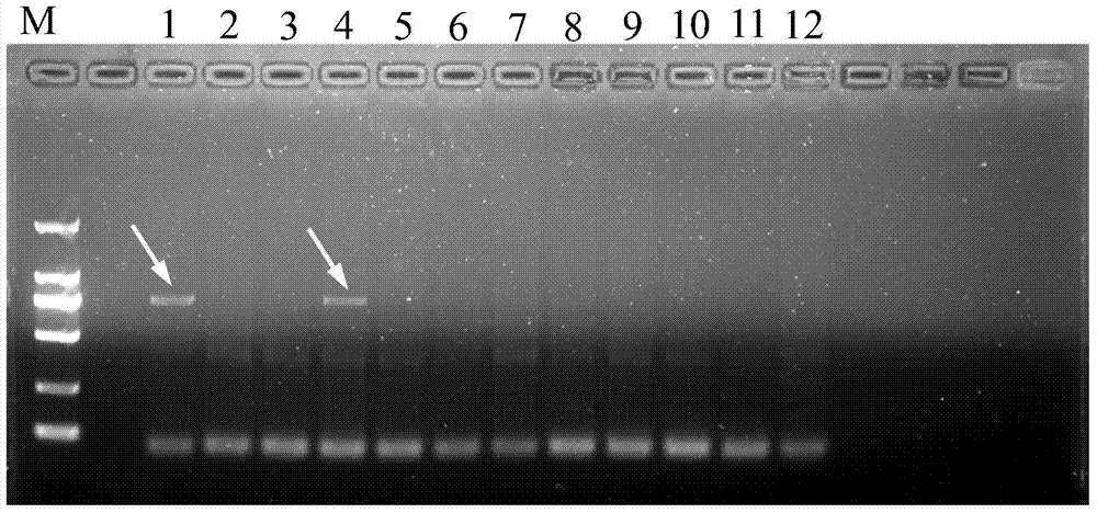 Specific labeled primers and detection methods of Camellia oleifera varieties Changlin No. 3 and No. 21