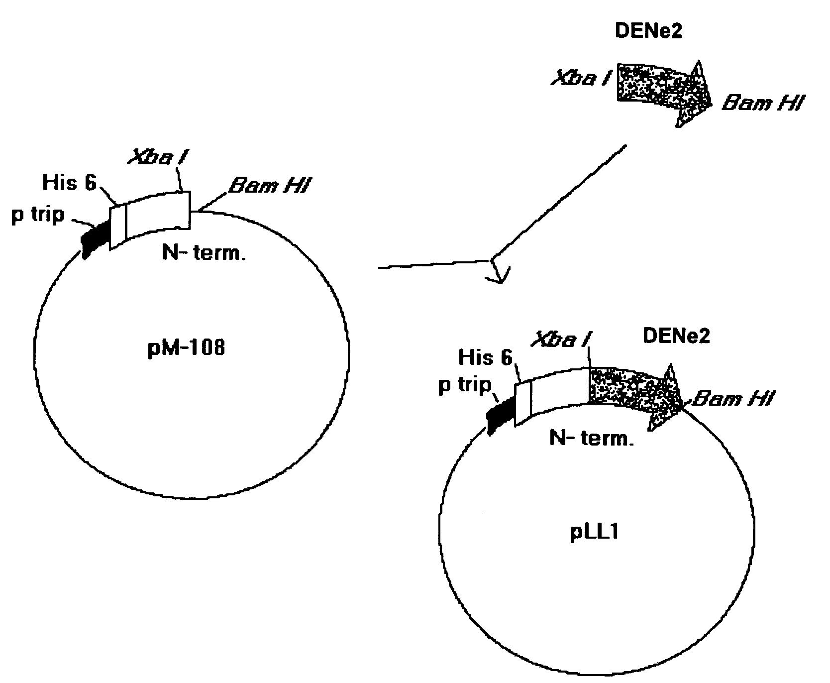 Chimeric proteins that induce effects directed against viruses