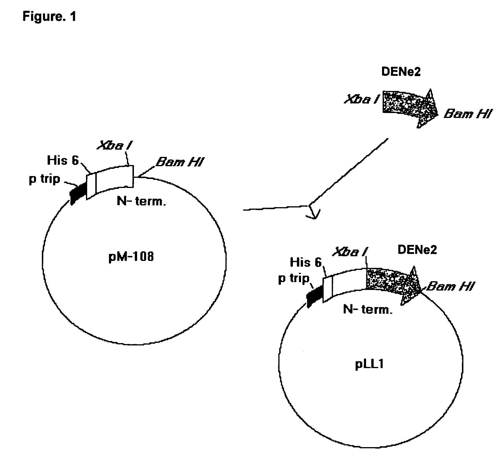 Chimeric proteins that induce effects directed against viruses