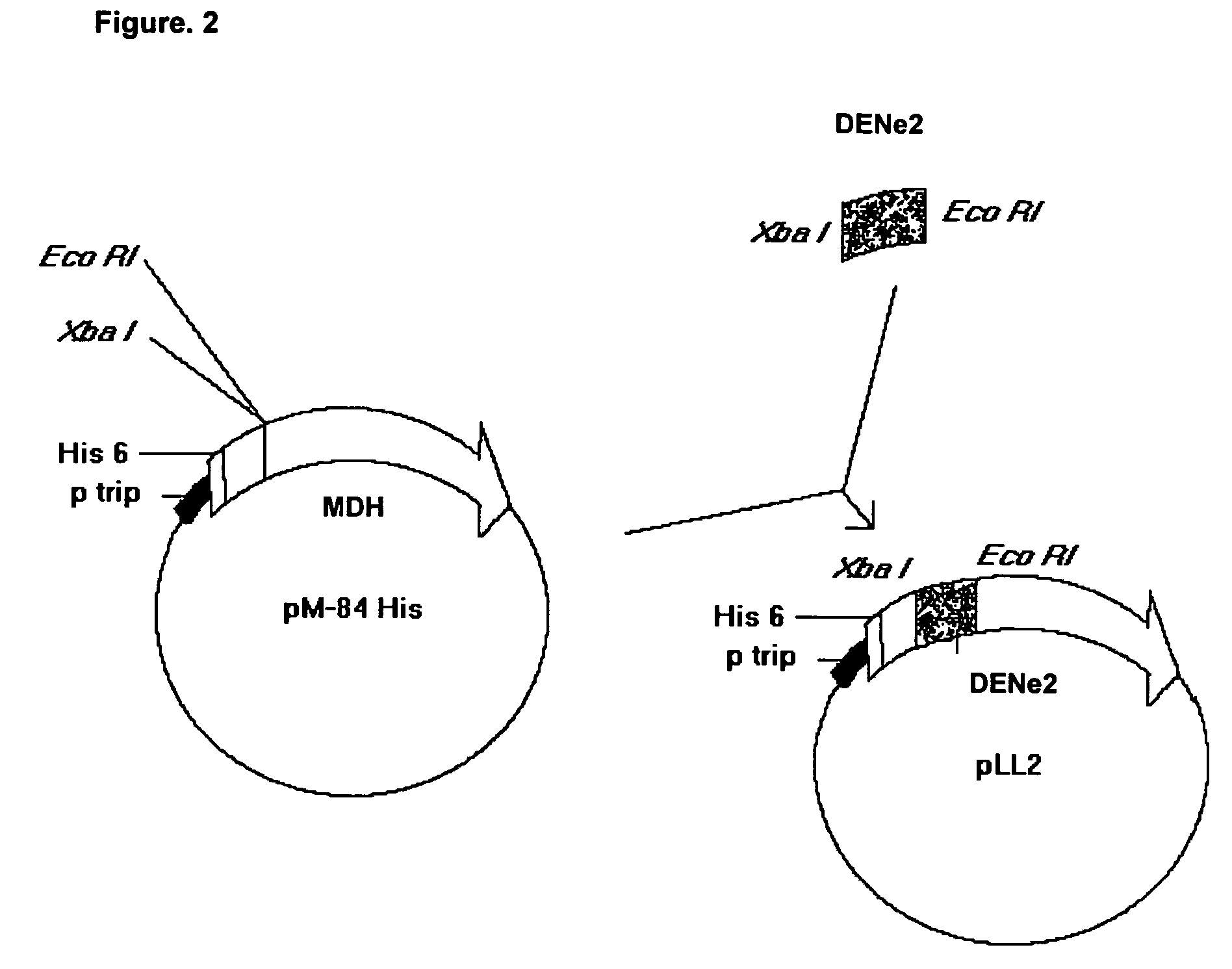 Chimeric proteins that induce effects directed against viruses