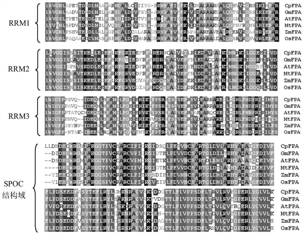 Chimonanthus praecox CpFPA gene as well as encoded protein and application thereof