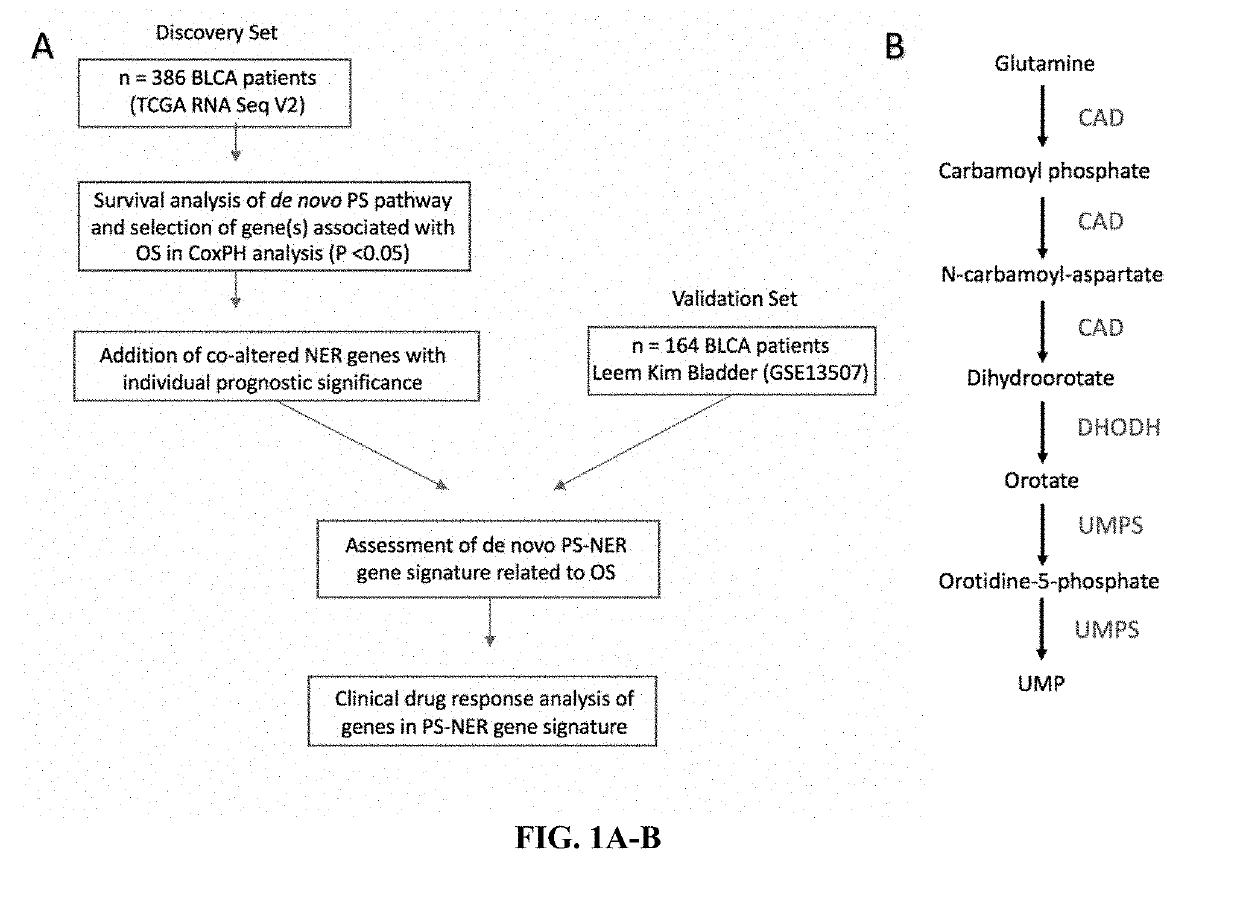 Biomarkers in de novo pyrimidine synthesis pathways and chemoresistance