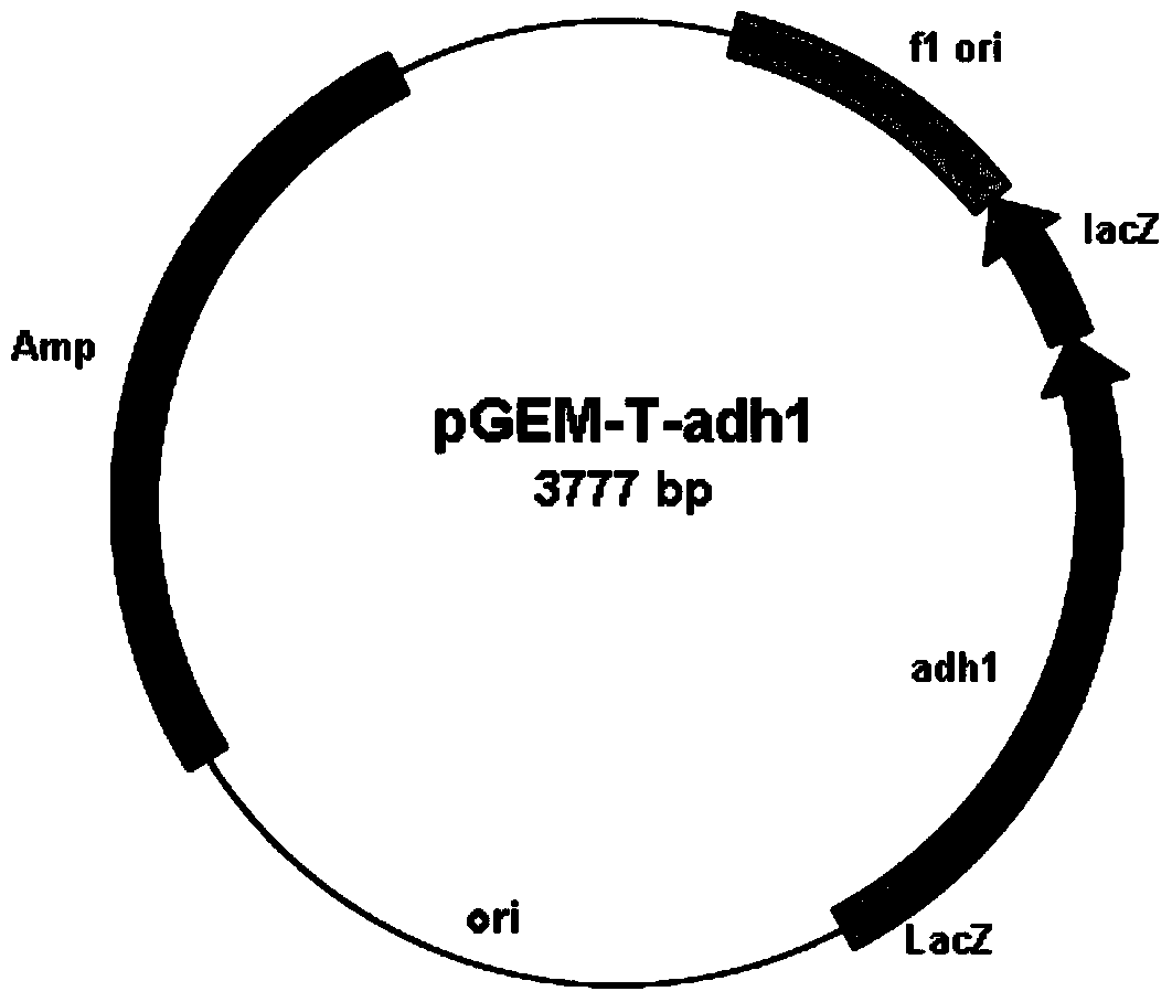 Carbonyl reductase gene, enzyme, carrier, engineering bacteria and its application in asymmetric reduction of prochiral carbonyl compounds