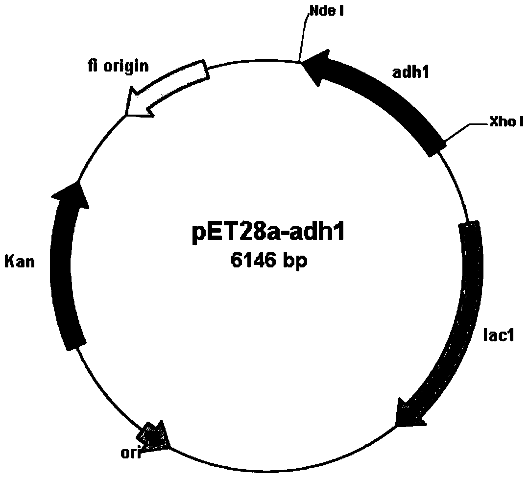 Carbonyl reductase gene, enzyme, carrier, engineering bacteria and its application in asymmetric reduction of prochiral carbonyl compounds