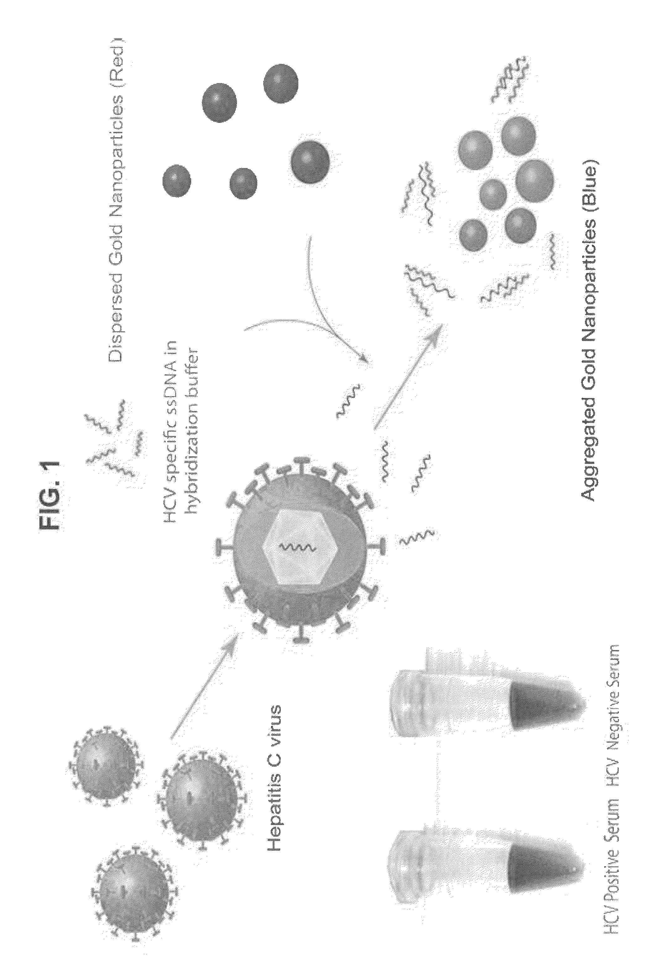 Direct detection of unamplified hepatitis C virus RNA using unmodified gold nanoparticles