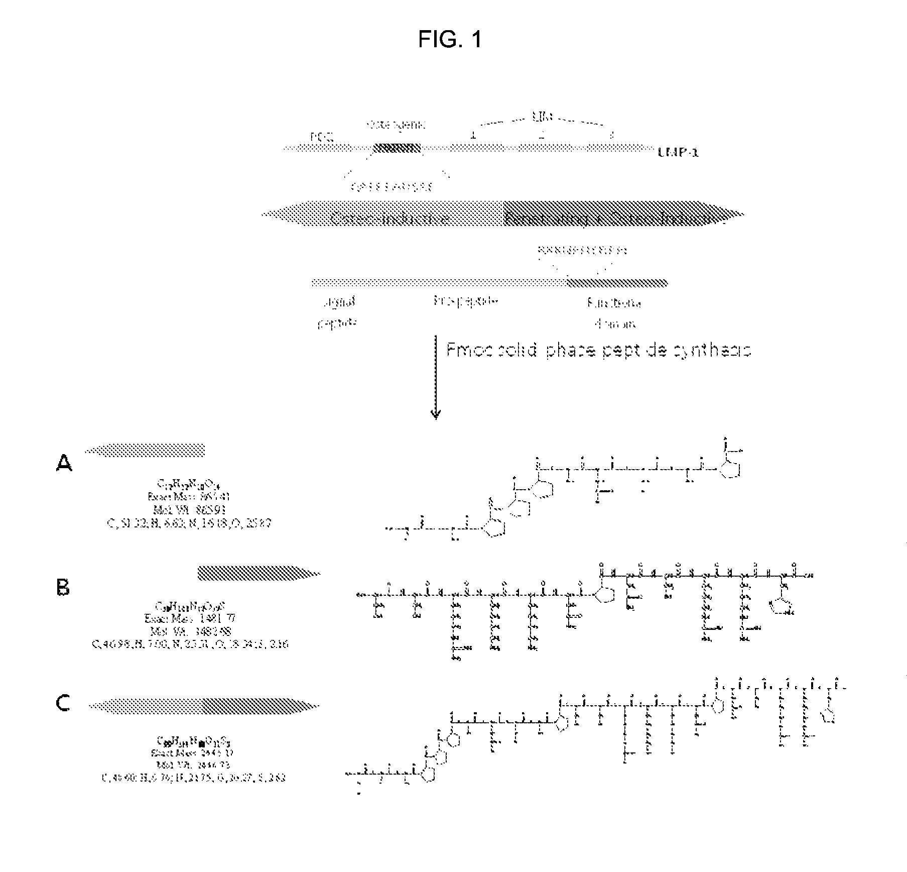 Cell-permeable peptide